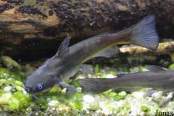 Tropicarium Budapest