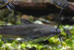 Ictaluridae