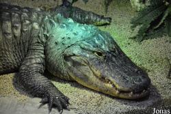 Tropicarium Budapest