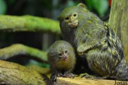 Tropicarium Budapest
