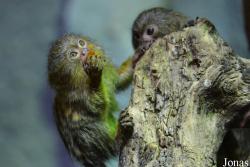 Tropicarium Budapest