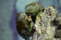Tropicarium Budapest