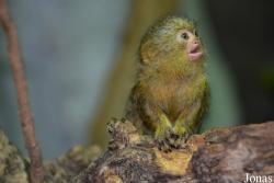 Tropicarium Budapest