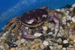 Gecarcinus quadratus
