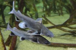 Ariidae