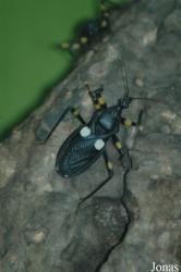 Reduviidae