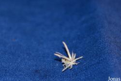 Hemiptera