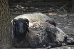 Magán Zoo