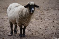 Mouton Cigája