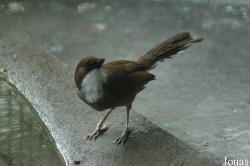 Chengdu Zoo
