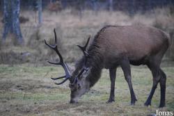 Highland Wildlife Park