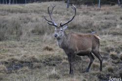 Highland Wildlife Park