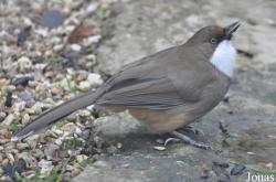 Pterorhinus albogularis