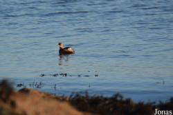 Dalgety Bay