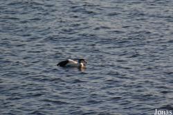 Dalgety Bay