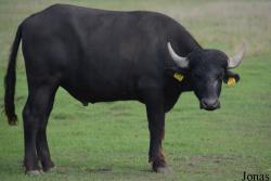 Pusztai Állatkert
