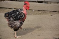 Poule Cou nu