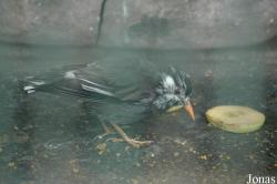Spodiopsar cineraceus