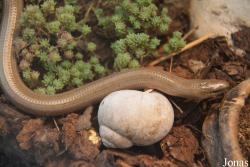 Anguis fragilis