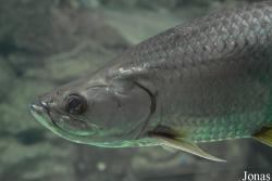 Megalopidae