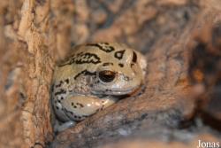 Hemiphractidae