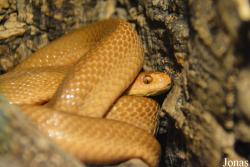 Dasypeltis atra