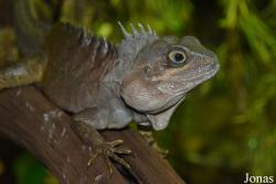 Hypsilurus magnus