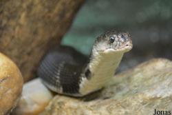 Haus des Meeres Aqua Terra Zoo