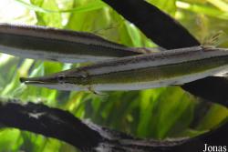 Boulengerella lateristriga