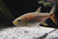 Acestrorhynchidae