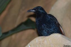 Onychognathus tenuirostris