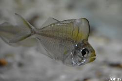 Ambassidae