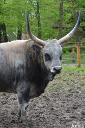Miskolci Állatkert és Kultúrpark