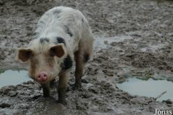 Cochon Piétrain