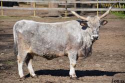 Nyíregyházi Állatpark Sosto Zoo