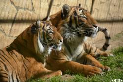 Nyíregyházi Állatpark Sosto Zoo
