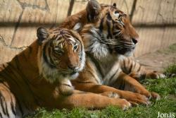 Nyíregyházi Állatpark Sosto Zoo