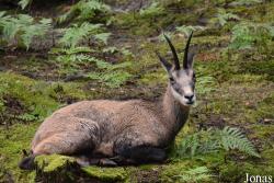 Zoo Alpin des Marécottes
