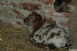 Mouton Mergelland