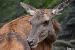 Zoo Alpin des Marécottes
