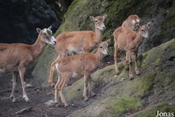 Zoo Alpin des Marécottes
