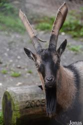 Zoo Alpin des Marécottes