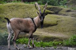 Zoo Alpin des Marécottes