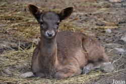Zoo Alpin des Marécottes