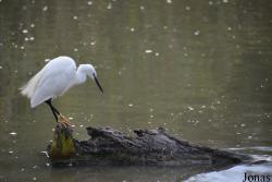 Parc Ornithologique de Pont de Gau