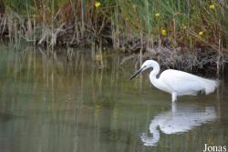 Parc Ornithologique de Pont de Gau