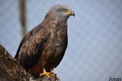 Parc Ornithologique de Pont de Gau