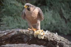 Parc Ornithologique de Pont de Gau