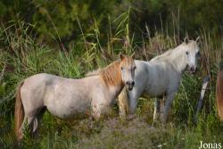 Cheval Camargue