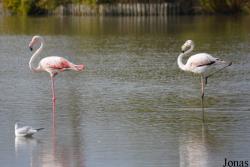 Parc Ornithologique de Pont de Gau